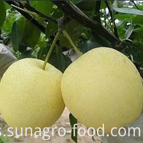 Provide Fresh Regular Snow Pear